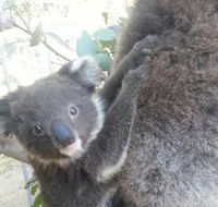 West Oz Wildlife Petting Zoos - Accommodation Port Hedland