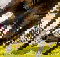 Night Markets and Race Day - Accommodation Port Hedland