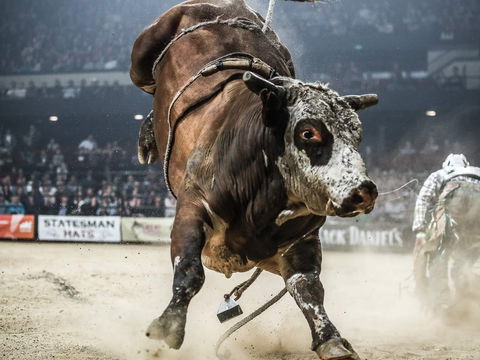 PBR Hawkesbury Stampede - Accommodation Port Hedland 1