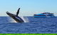 Whale Watching Cruises - thumb 0