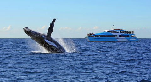 Whale Watching Cruises - Accommodation Port Hedland 0