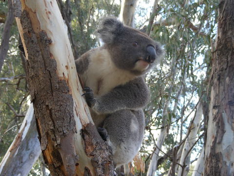 Annual Koala Count - Accommodation Port Hedland 0