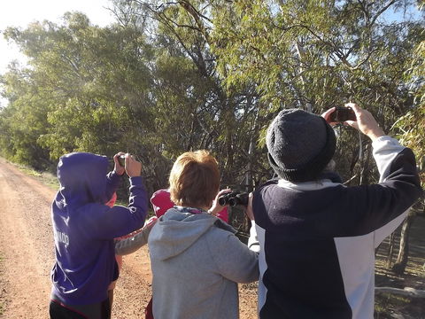 Annual Koala Count - Accommodation Port Hedland 1