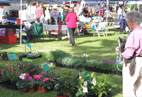 Batemans Bay Sunday Market - Accommodation Port Hedland 2