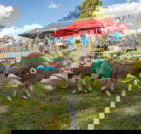 Caragabal Sheep Races - Accommodation Port Hedland