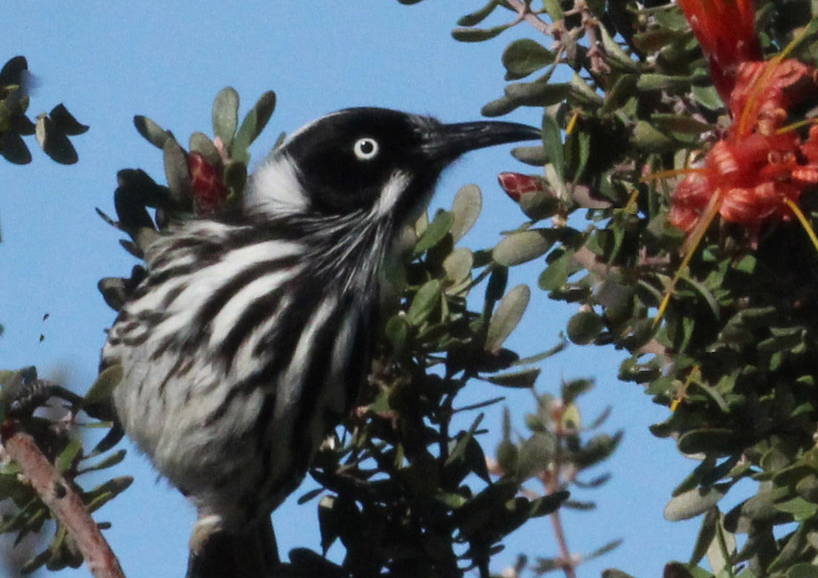 Chadwick WA Accommodation Port Hedland