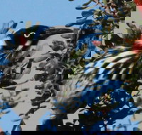 Esperance Wildflower Festival - Accommodation Port Hedland