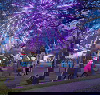 Grafton Jacaranda Festival - Accommodation Port Hedland