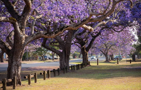 Grafton Jacaranda Festival - Accommodation Port Hedland 2