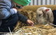 Horsham Agricultural Show - thumb 0