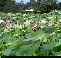 Lotus Flower Season - Accommodation Port Hedland