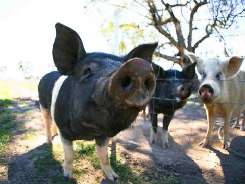 Mudgee Farm Walks - Accommodation Port Hedland 0