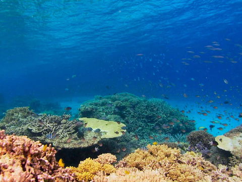 Recovery Of The Great Barrier Reef - Accommodation Port Hedland 0