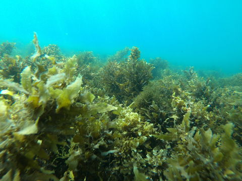 Recovery Of The Great Barrier Reef - Accommodation Port Hedland 2