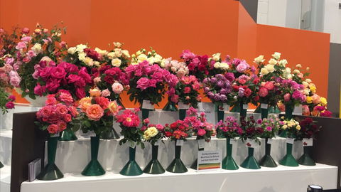 Roses By The Seaside: National Rose Championships And Conference - Accommodation Port Hedland 1