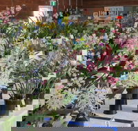 Sapphire Coast Orchid Club Spring Orchid Show - Accommodation Port Hedland