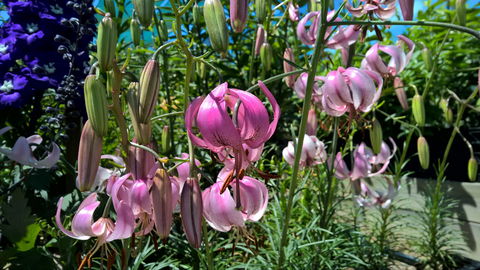 Burnie Lilium Show - Accommodation Port Hedland 1
