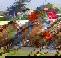 Camel Races at Penrith Paceway - Accommodation Port Hedland