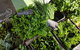 Carlton Farmers' Market - thumb 2