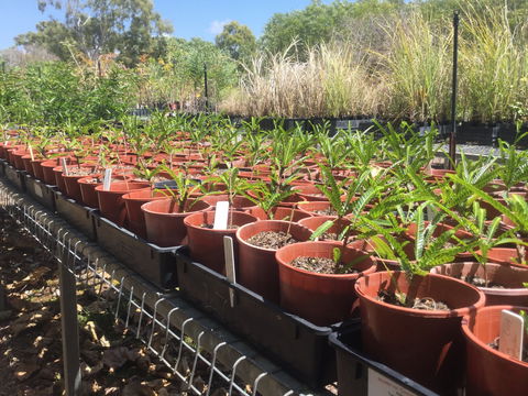 Conservation Volunteers Australia Townsville - Ocean View Nursery - Accommodation Port Hedland 2