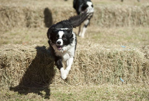 Great Nundle Dog Race - Accommodation Port Hedland 0