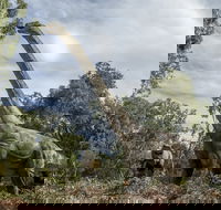 Lost Sanctuary at Healesville Sanctuary - Accommodation Port Hedland