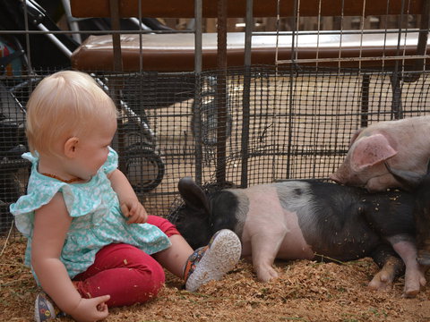 The Gunnedah Show - Accommodation Port Hedland 1