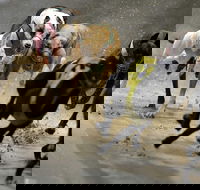 Twilight Greyhound Racing - Accommodation Port Hedland