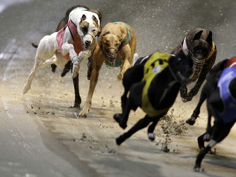 Twilight Greyhound Racing - Accommodation Port Hedland 0