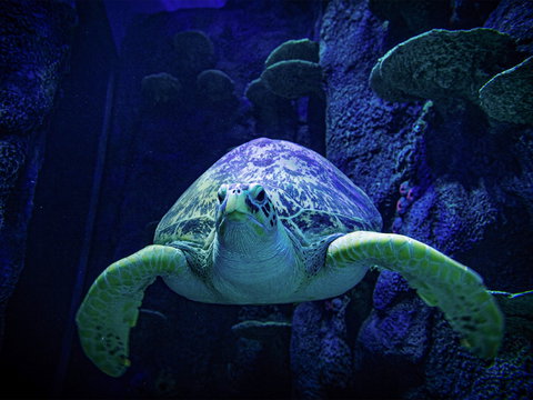 Sydney's Aquarium - Accommodation Port Hedland 0