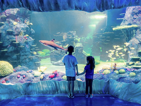 Sydney's Aquarium - Accommodation Port Hedland 1