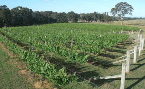 Yarralaw Springs Wines  - Cellar Door Wine Tasting - Accommodation Port Hedland 1