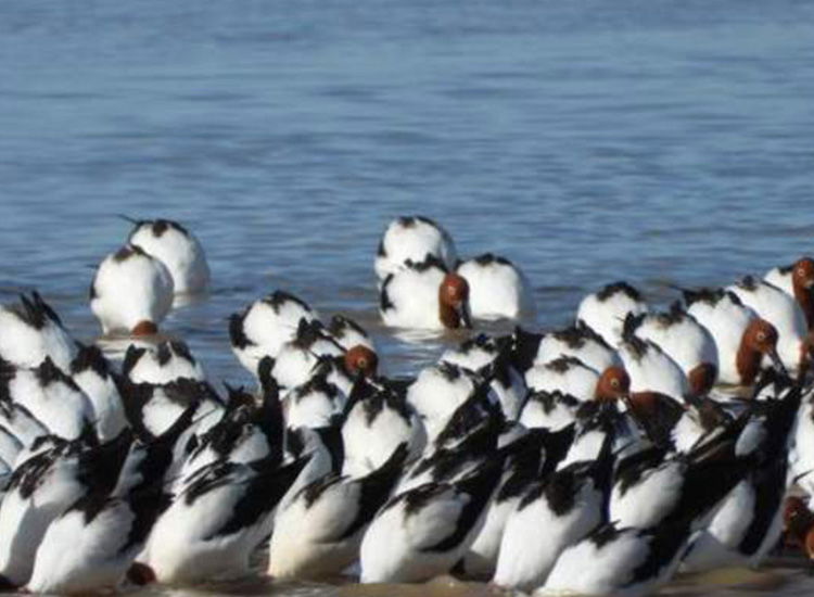 Wildlife Encounters and Birdwatching