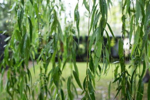 Botanica Editions - Accommodation Port Hedland 4