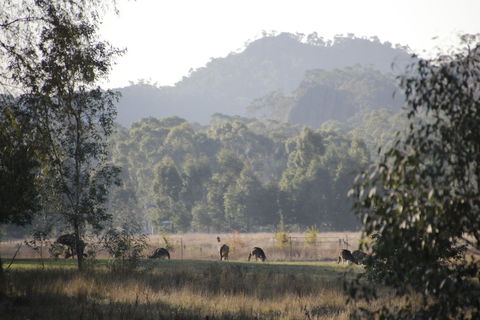 Dacelo - Accommodation Port Hedland 0