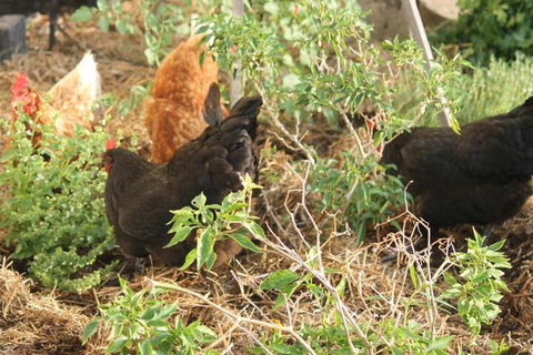 The Dollhouse Cottage - Accommodation Port Hedland 2