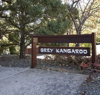 Grey Kangaroo- On Lake Jindabyne foreshore - Accommodation Port Hedland