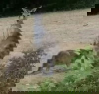 Jarrah Lodge - Accommodation Port Hedland