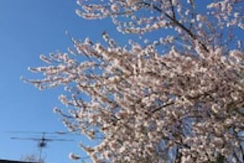 The Cottage On George Street - Accommodation Port Hedland 3