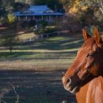 Historic Oak Hill House Estate Truffle Gourmet Festival Region - Accommodation Port Hedland 0