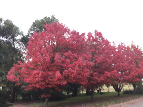 Raynella Alpaca Farmstay - Accommodation Port Hedland 6