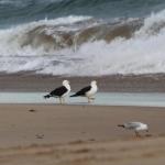 GALWAY COTTAGE - Accommodation Port Hedland 0