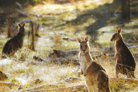 Ardingly Tiny House - Accommodation Port Hedland 6