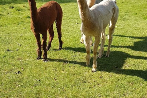 Glenbrook House And Cottage - Accommodation Port Hedland 3