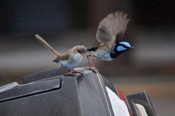 Edgewater Motel Ulladulla - Accommodation Port Hedland 1