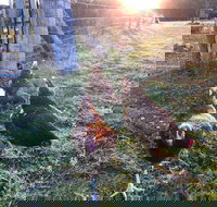 Bryn Glas Farm Stay - Accommodation Port Hedland