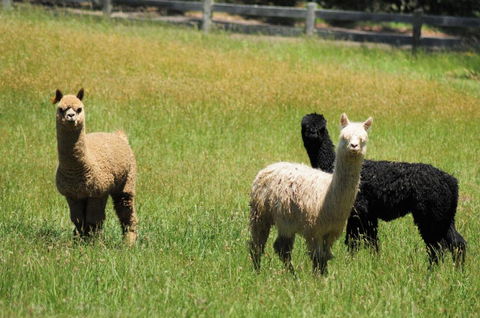 Daisy Cottage - Accommodation Port Hedland 5