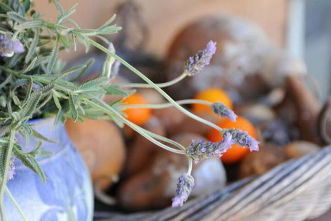 Lavender Farm - Accommodation Port Hedland 5