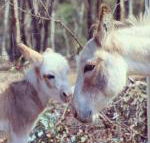 Donkey Tales Farm Cottages - Accommodation Port Hedland