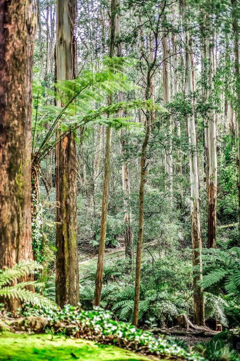 Fernglen Forest Retreat - Accommodation Port Hedland 1